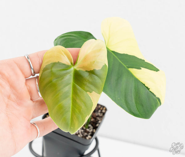 Philodendron Oxapapense Variegated aka "Philodendron sp. Tropicals" (wk11-D)