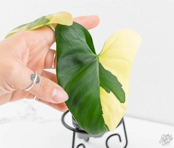 Philodendron Oxapapense Variegated aka "Philodendron sp. Tropicals" (wk11-D)