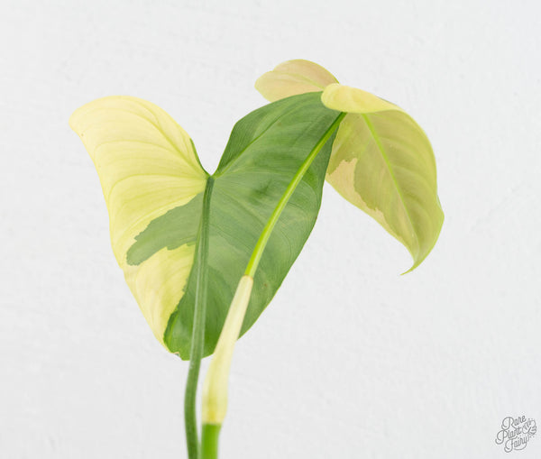 Philodendron Oxapapense Variegated aka "Philodendron sp. Tropicals" (wk11-D)