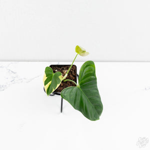 Philodendron Oxapapense Variegated aka "Philodendron sp. Tropicals" (wk9-UH)