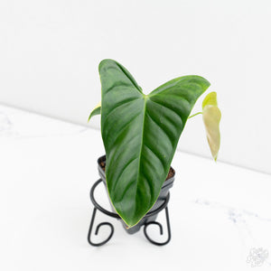 Philodendron Oxapapense Variegated aka "Philodendron sp. Tropicals" (wk9-UH)