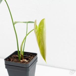 Philodendron Oxapapense Variegated aka "Philodendron sp. Tropicals" (wk9-UH)