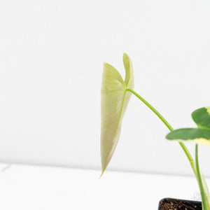 Philodendron Oxapapense Variegated aka "Philodendron sp. Tropicals" (wk9-UH)