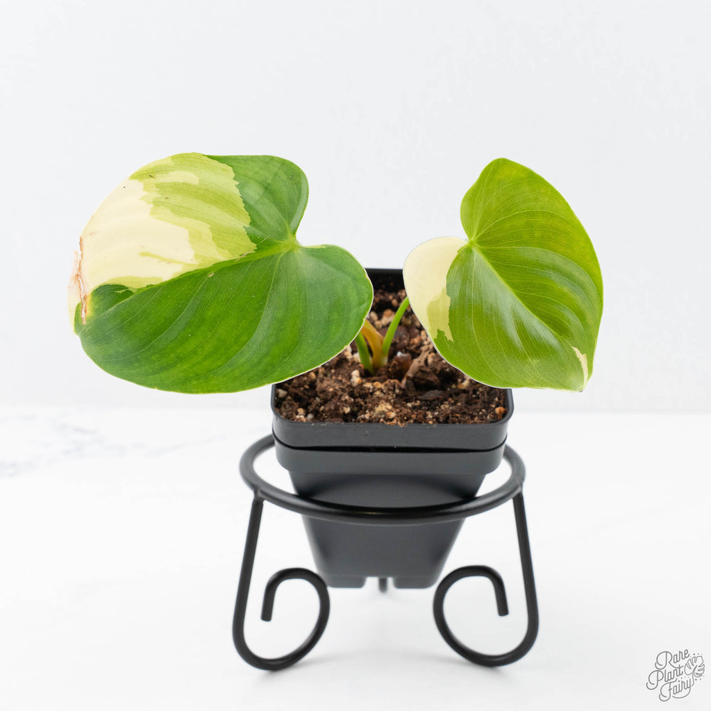 Philodendron Oxapapense Variegated aka Philodendron sp. Tropicals (wk21-C)