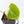 Philodendron Oxapapense Variegated aka 