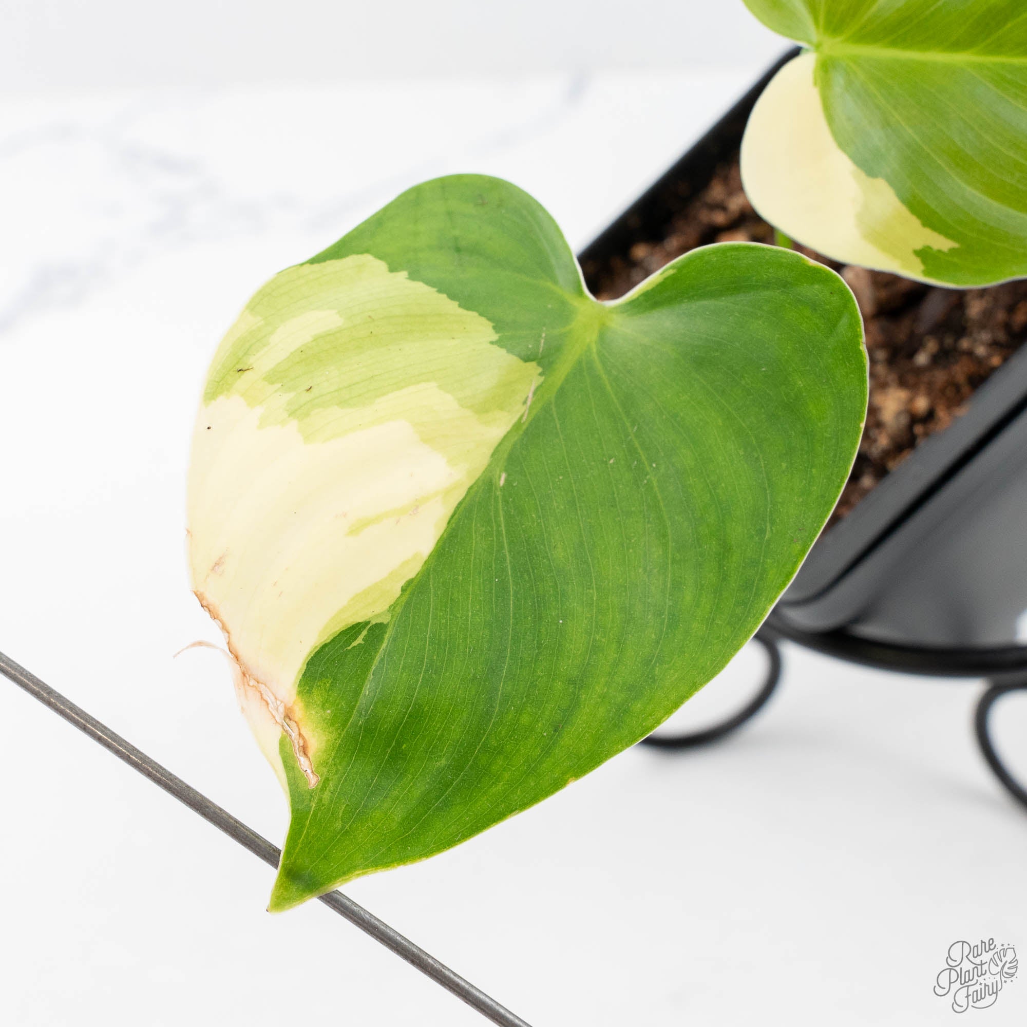philodendron sp tropicals variegated Philodendron Oxapapense Variegated aka Philodendron sp. Tropicals (wk21-C)