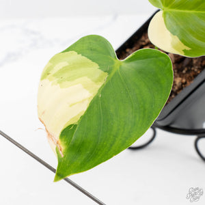 Philodendron Oxapapense Variegated aka "Philodendron sp. Tropicals" (wk21-C)