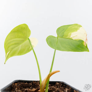 Philodendron Oxapapense Variegated aka "Philodendron sp. Tropicals" (wk21-C)