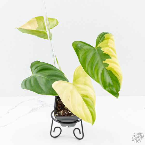 philodendron kaleidoscope Philodendron Oxapapense Variegated aka "Philodendron sp. Tropicals" (w – Rare Plant Fairy