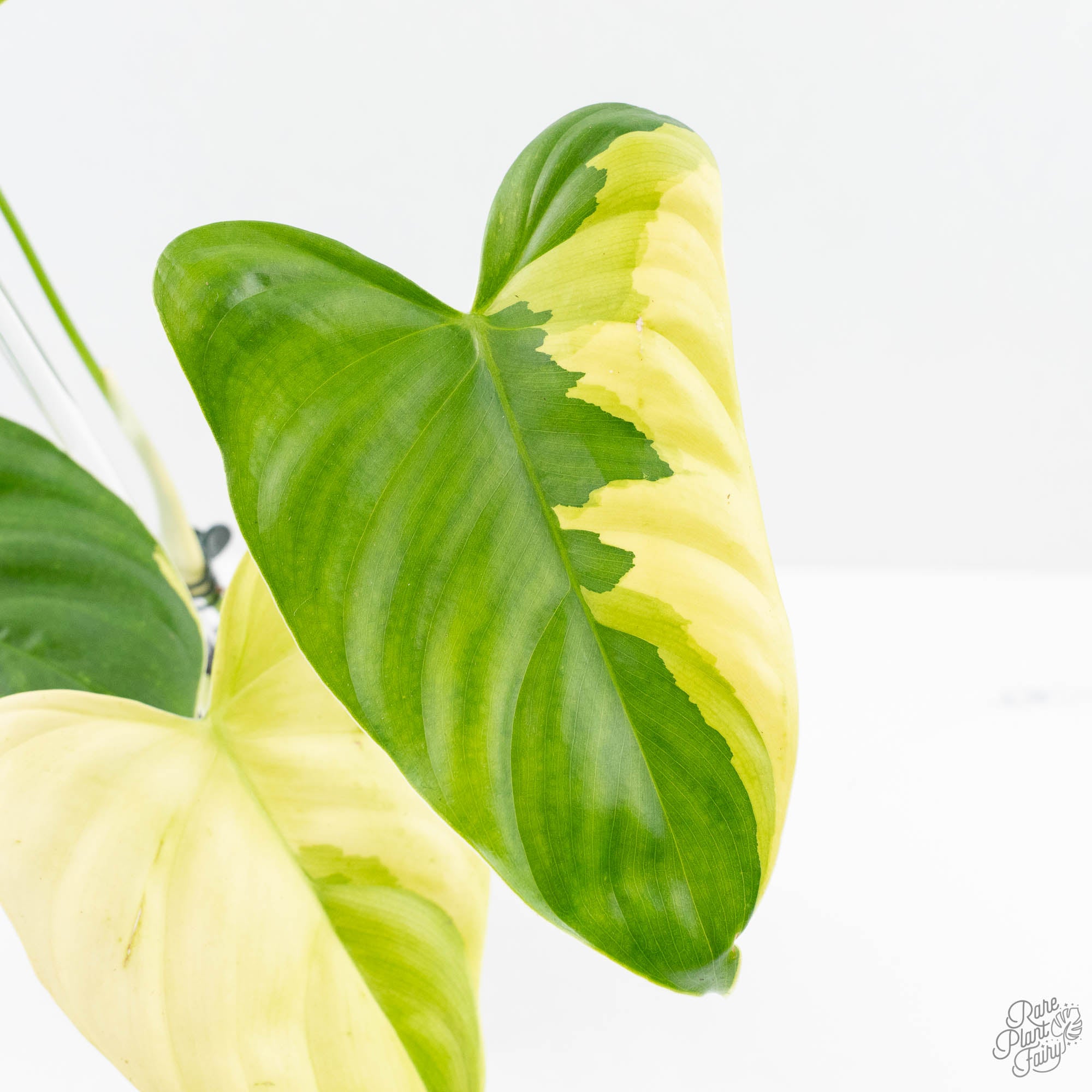 philodendron sp tropicals variegated Philodendron Oxapapense Variegated aka "Philodendron sp. Tropicals" (w – Rare Plant Fairy