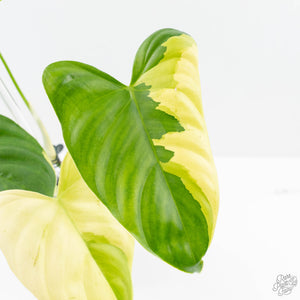 Philodendron Oxapapense Variegated aka "Philodendron sp. Tropicals" (wk23-C)