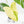 Philodendron Oxapapense Variegated aka 
