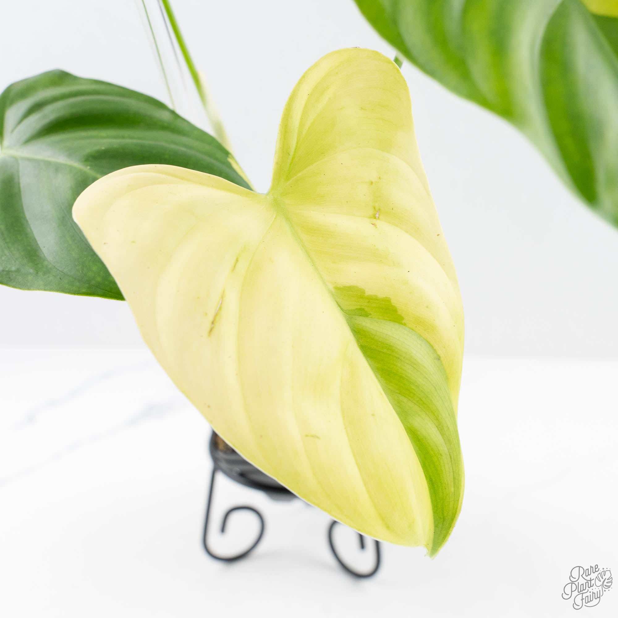 philodendron kaleidoscope Philodendron Oxapapense Variegated aka "Philodendron sp. Tropicals" (w – Rare Plant Fairy