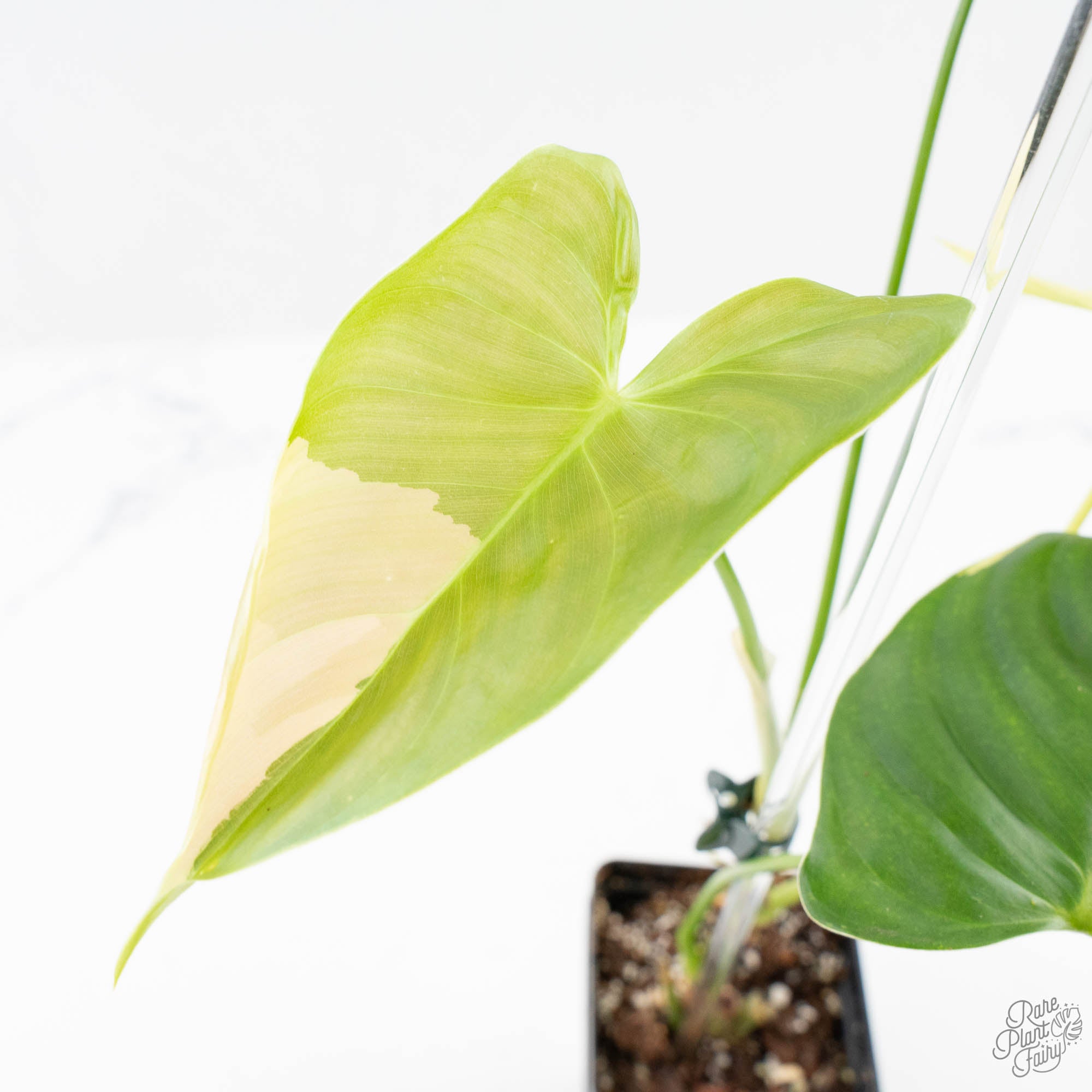 philodendron kaleidoscope Philodendron Oxapapense Variegated aka "Philodendron sp. Tropicals" (w – Rare Plant Fairy