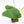 Philodendron Oxapapense Variegated aka 