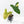 Philodendron Oxapapense Variegated aka 