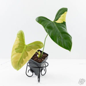 philodendron e Philodendron Oxapapense Variegated aka "Philodendron sp. Tropicals" (w – Rare Plant Fairy