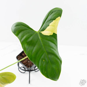 Philodendron Oxapapense Variegated aka "Philodendron sp. Tropicals" (wk24-E)