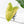 Philodendron Oxapapense Variegated aka 