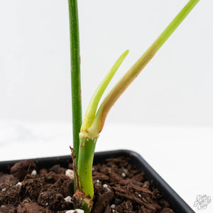Philodendron Oxapapense Variegated aka "Philodendron sp. Tropicals" (wk24-E)