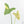 Philodendron Oxapapense Variegated aka 