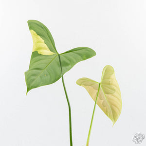 Philodendron Oxapapense Variegated aka "Philodendron sp. Tropicals" (wk24-E)