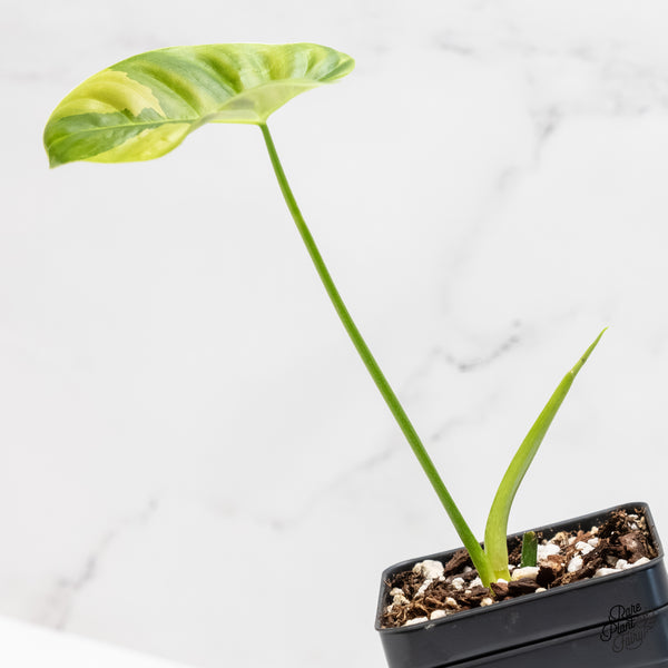 Philodendron Oxapapense Variegated aka "Philodendron sp. Tropicals" (wk4-UP)