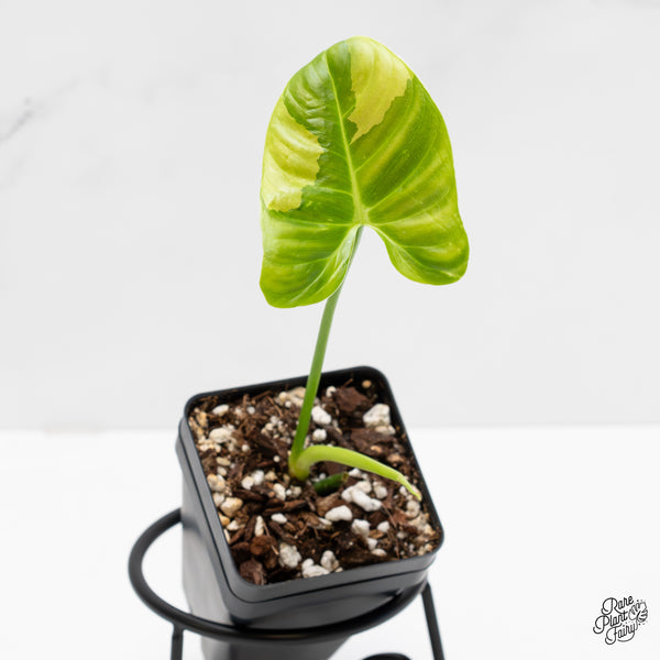 Philodendron Oxapapense Variegated aka "Philodendron sp. Tropicals" (wk4-UP)