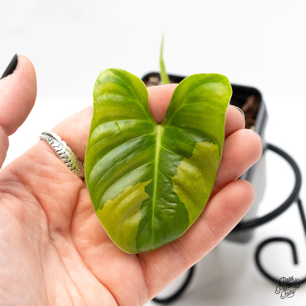 Philodendron Oxapapense Variegated aka "Philodendron sp. Tropicals" (wk4-UP)