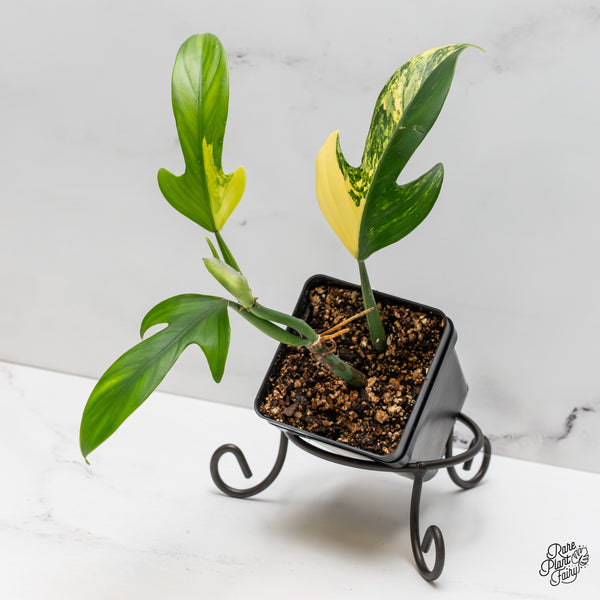 Philodendron Panduriforme Variegated (wk52-UH)