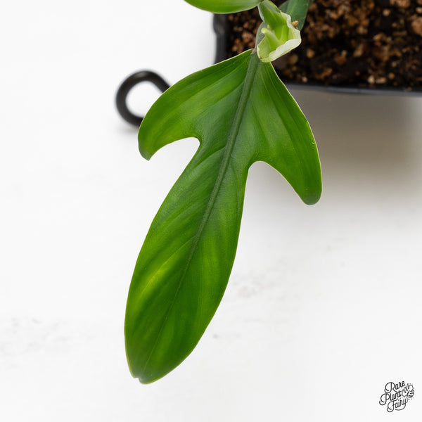 Philodendron Panduriforme Variegated (wk52-UH)