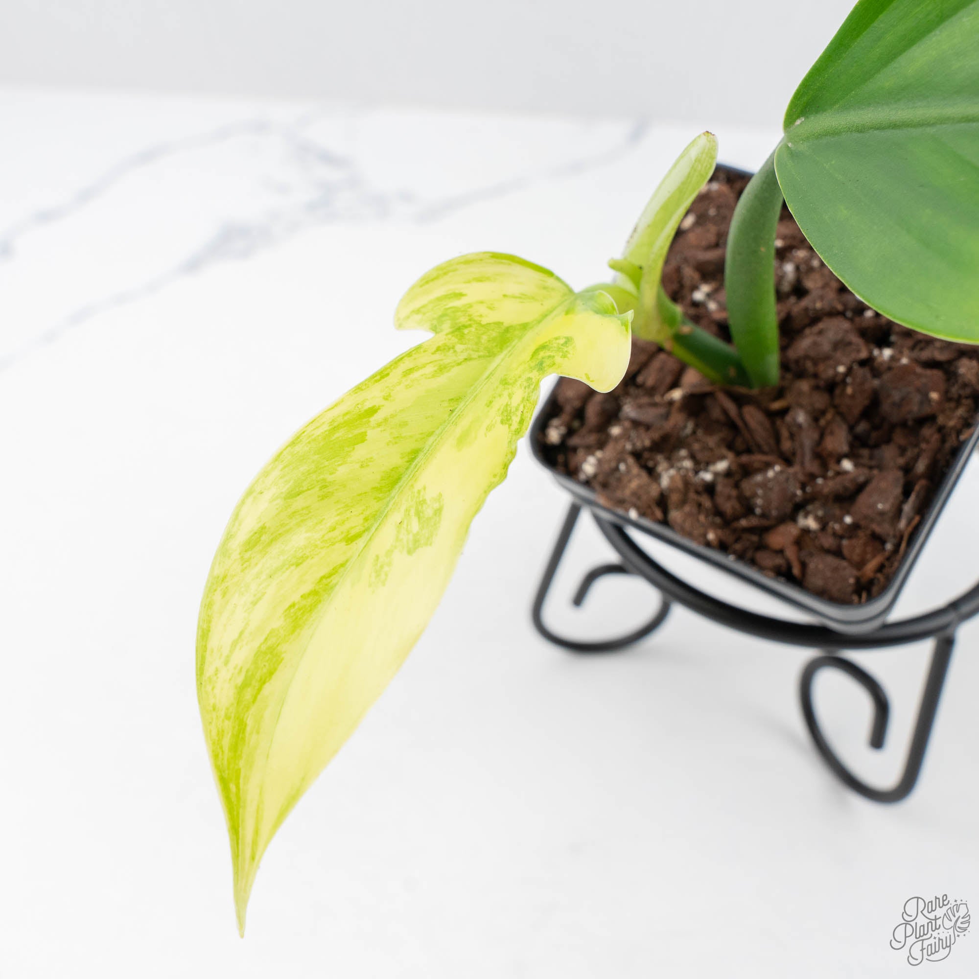 philodendron panduriforme Philodendron Panduriforme Variegated (wk21-UA)