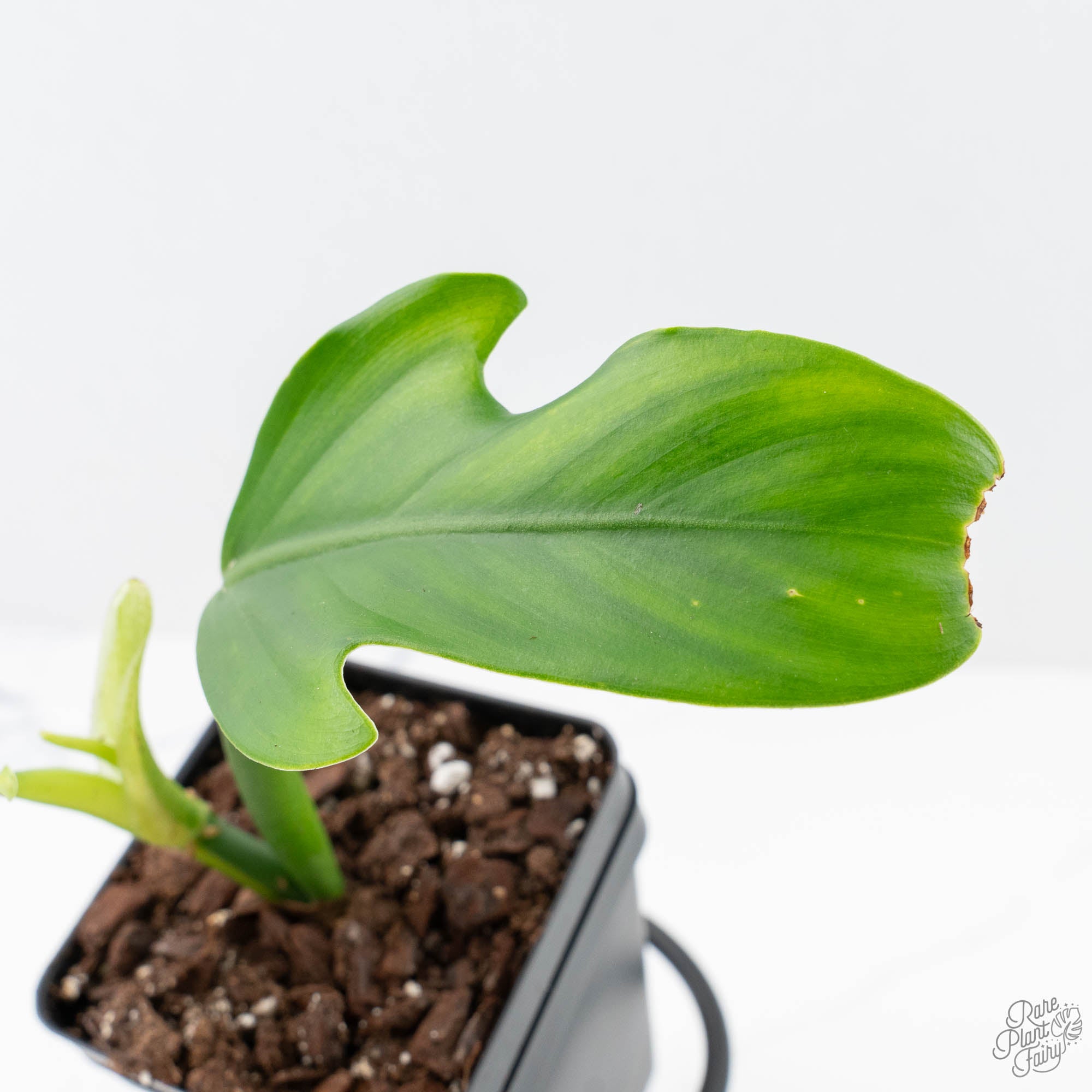 anthurium panduriforme Philodendron Panduriforme Variegated (wk21-UA)