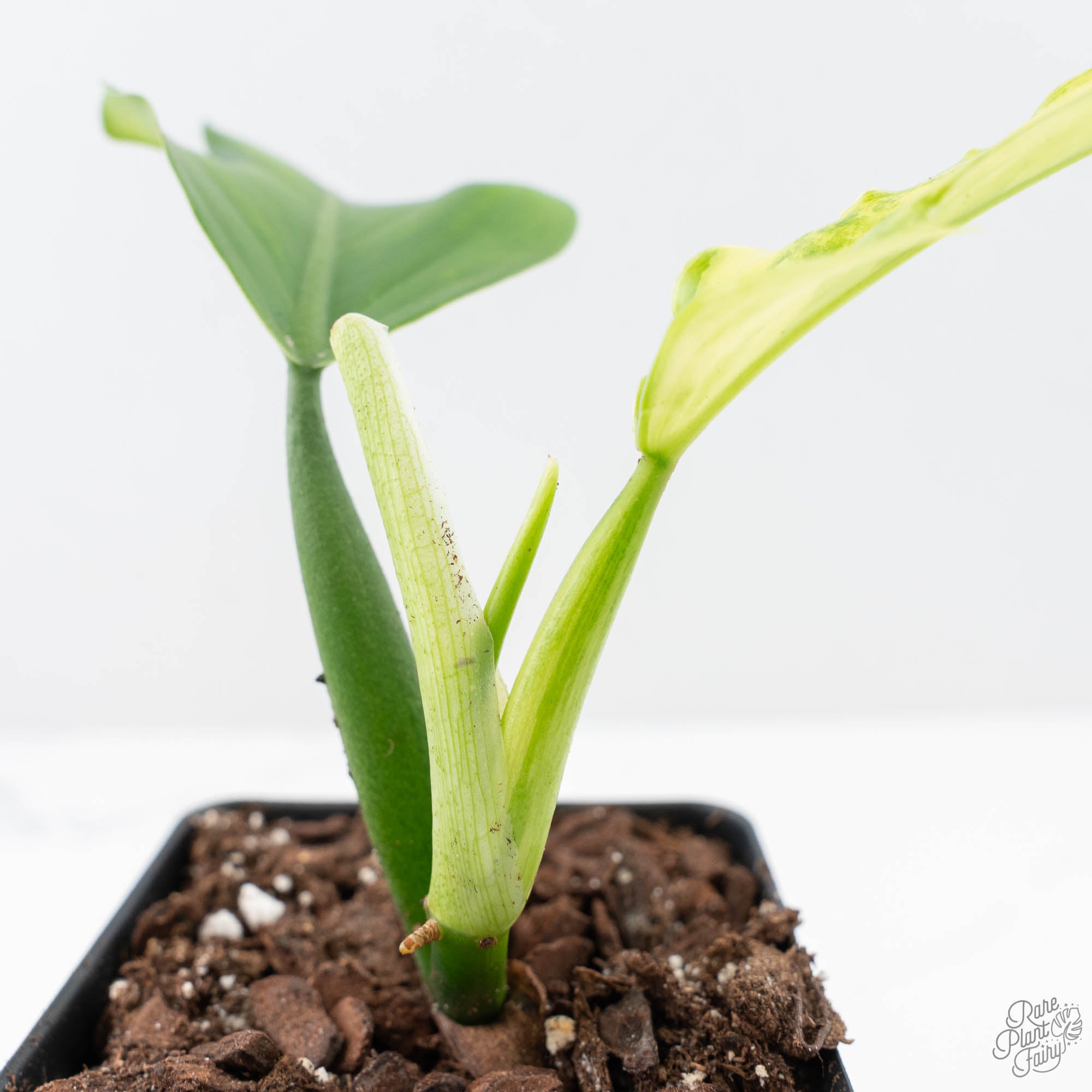 panduriforme philodendron Philodendron Panduriforme Variegated (wk21-UA)