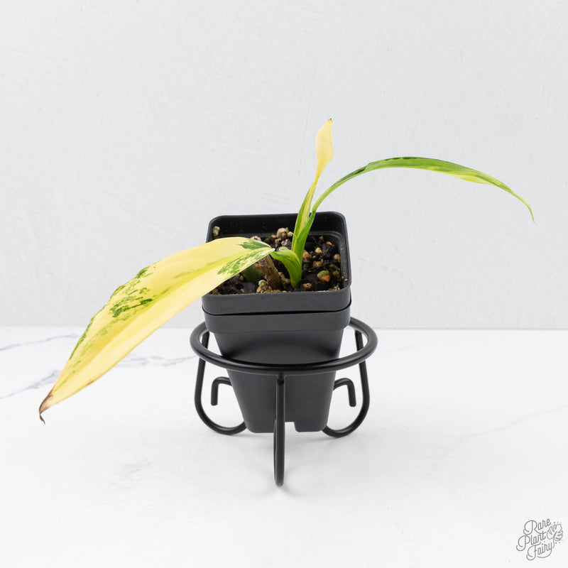 Philodendron Panduriforme Variegated (wk22-UG)