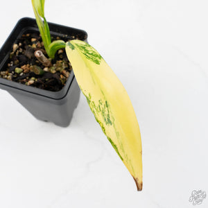 Philodendron Panduriforme Variegated (wk22-UG)