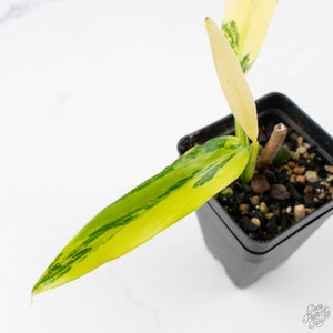 Philodendron Panduriforme Variegated (wk22-UG)