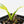 Philodendron Panduriforme Variegated (wk22-UG)