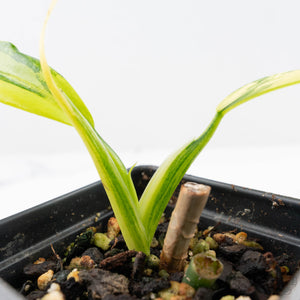 Philodendron Panduriforme Variegated (wk22-UG)