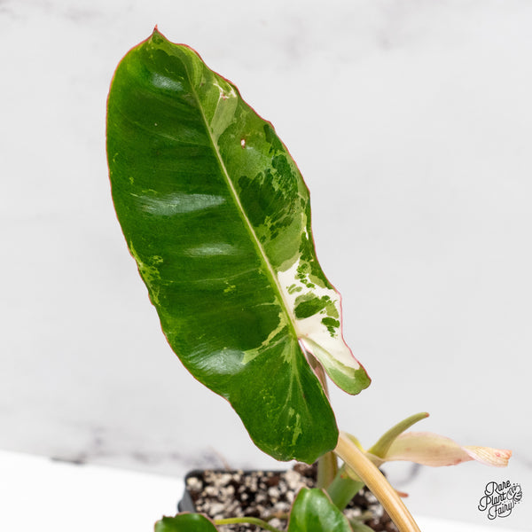 Philodendron 'Paraiso Verde' Albo Variegated (wk45-H)