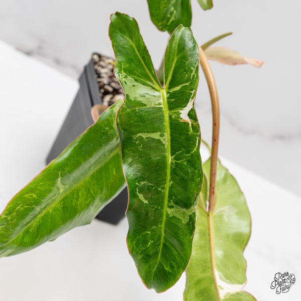 Philodendron 'Paraiso Verde' Albo Variegated (wk45-H)