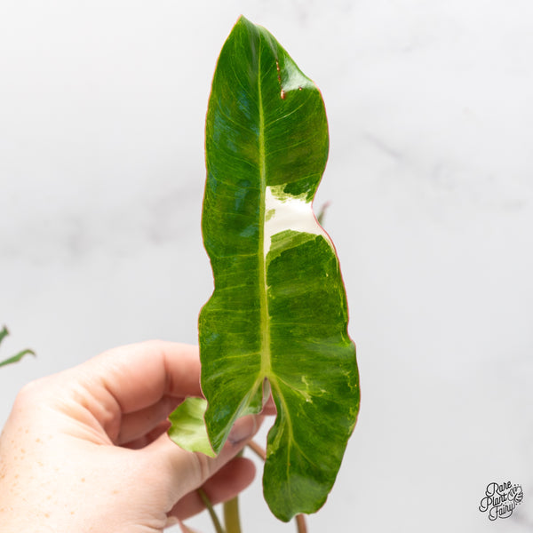 Philodendron 'Paraiso Verde' Albo Variegated (wk45-H)