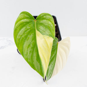Philodendron Pastazanum Albo Variegated (wk36-U128)