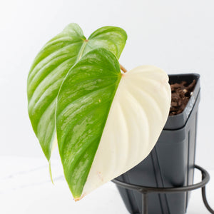 Philodendron Pastazanum Albo Variegated (wk36-U128)