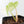 Philodendron Pastazanum Albo Variegated (wk36-U128)