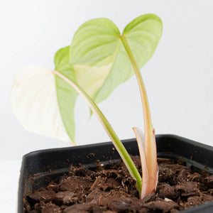Philodendron Pastazanum Albo Variegated (wk36-U128)