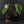 Philodendron Pastazanum Albo Variegated (wk44-U199)