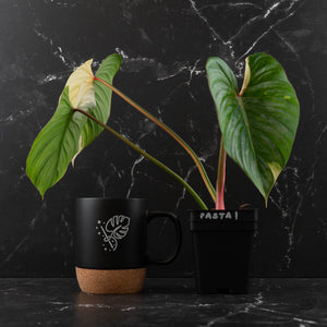 Philodendron Pastazanum Albo Variegated (wk44-U199)