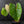 Philodendron Pastazanum Albo Variegated (wk44-U199)