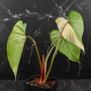Philodendron Pastazanum Albo Variegated (wk44-U199)